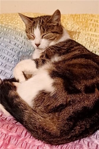 Das ist Kitty.  Foto: privat