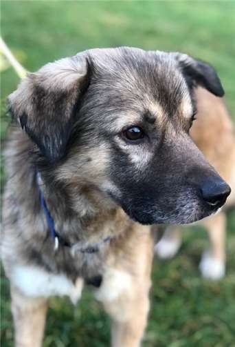 Das ist Knut. Foto: Tierschutz Siebengebirge / Pflegestelle Muscheid