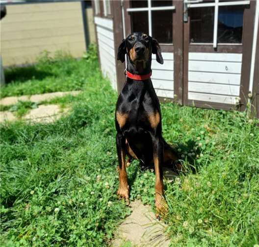 Das ist Lennox.  Foto: Claus Krah