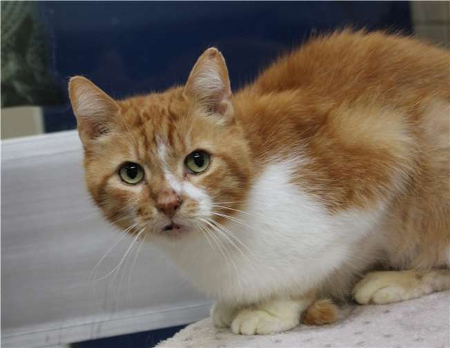 Das ist Leon.  Foto: Claus Krah