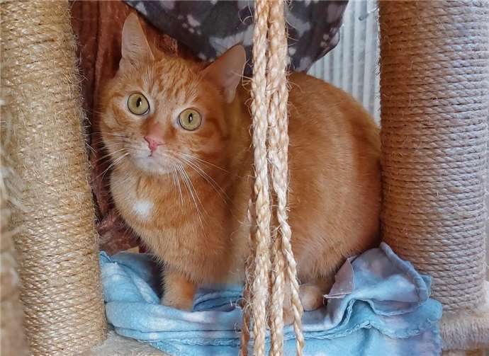 Das ist Lilli. Fotos: Tierheim u. Tierschutzverein Kreis Ahrweiler e.V., Claus Krah