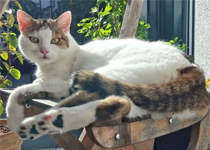 Wer schenkt Loki Liebe und Geborgenheit? Das ist Loki. Foto: privat