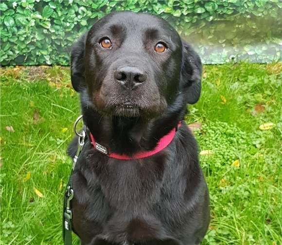 Das ist Max. Foto: Tierheim u. Tierschutzverein Kreis Ahrweiler e.V., Claus Krah