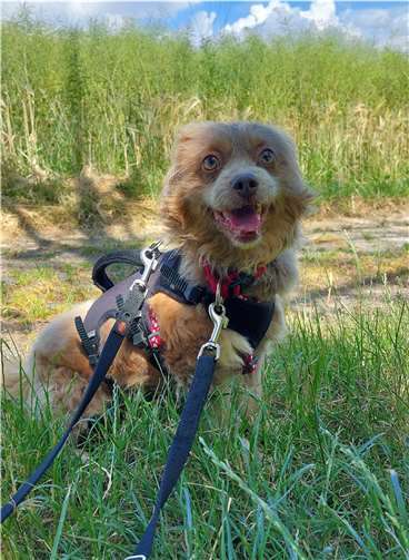 Das ist Max. Foto:Tierheim u. Tierschutzverein Kreis Ahrweiler e.V. , Claus Krah