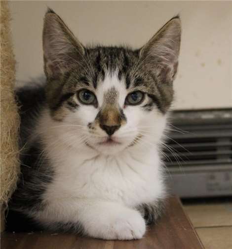 Das ist Meeko.Foto: Tierheim u. Tierschutzverein Kreis Ahrweiler e.V., Claus Krah