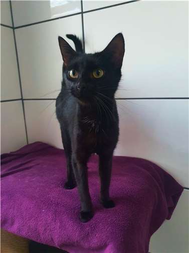 Das ist Meredith. Foto: Tierheim u. Tierschutzverein Kreis Ahrweiler e.V., Claus Krah
