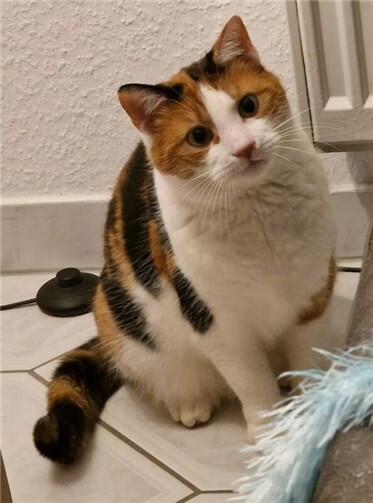 Das ist Miezi.  Foto: privat