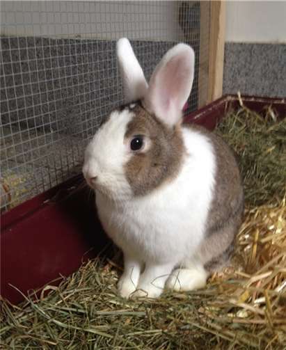 Das ist Mona. Sie wartet auf Menschen, die sie mit Kleintiererfahrung in artgerechter Haltung unterbringen.Tierschutz Siebengebirge