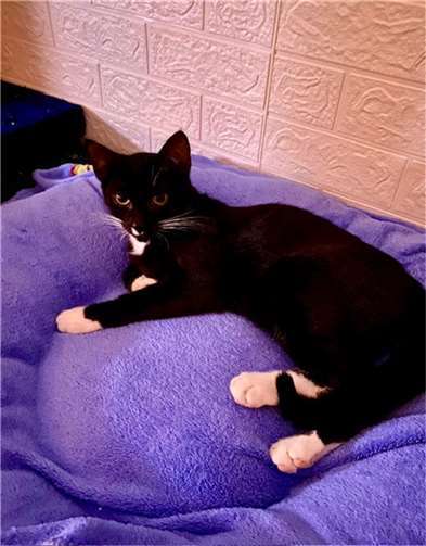 Das ist Nox.  Fotos: privat