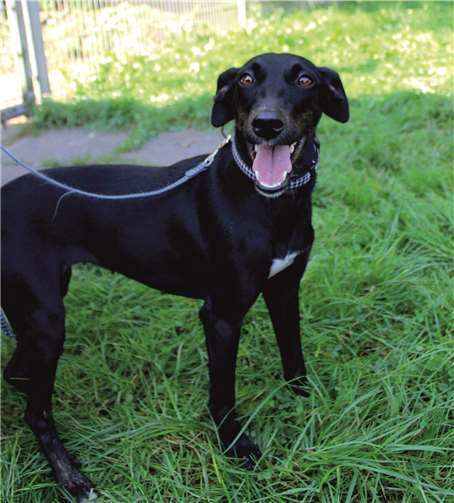 Das ist Pipa. Foto: privat