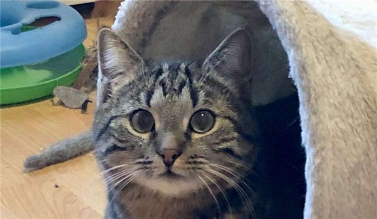 Das ist Samson.  Fotos: privat