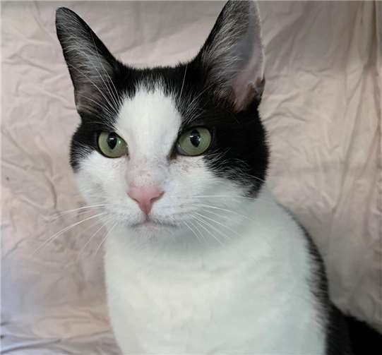 Das ist Sanjo.  Foto: Claus Krah