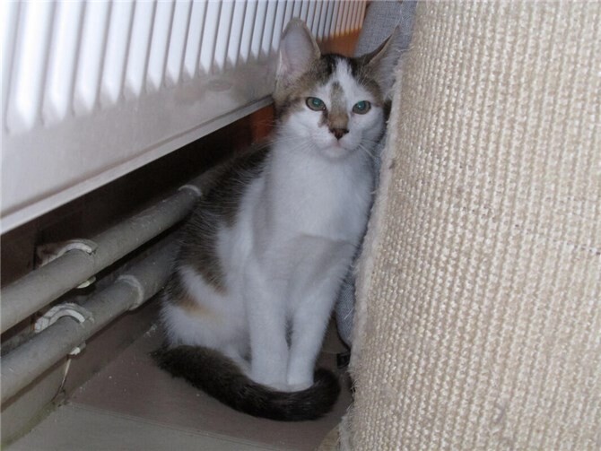 Das ist Shiro.  Foto: privat