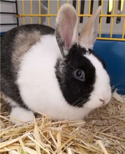 Das ist Stitch. Foto: Tierheim u. Tierschutzverein Kreis Ahrweiler e.V.