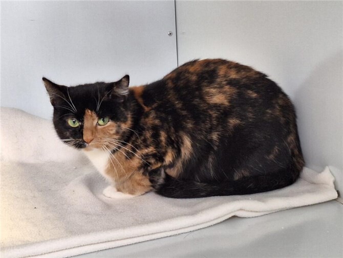 Das ist Tinka.  Foto: privat