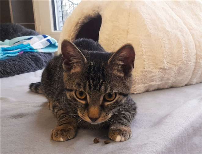 Das ist Tom.  Foto: Claus Krah