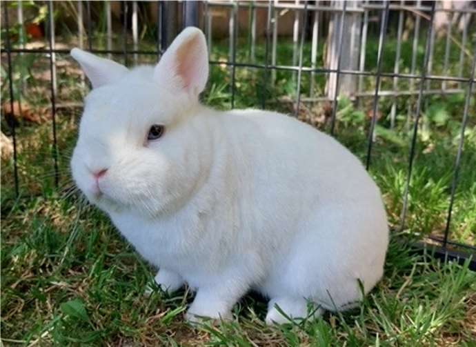 Das ist Yang. Foto: Tierheim u. Tierschutzverein Kreis Ahrweiler e.V. , Claus Krah