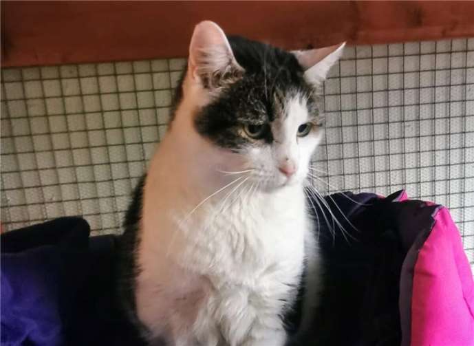 Das ist der hübsche Kater Sid.  Fotos: privat