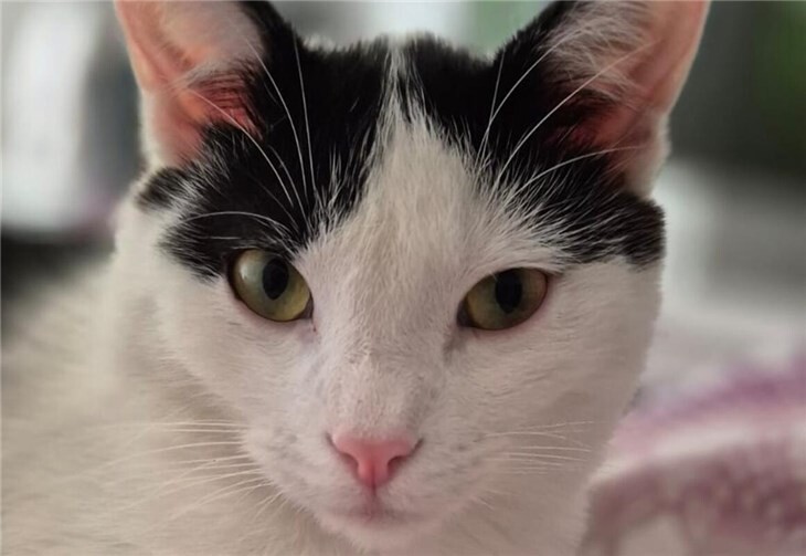 Das ist der kleine Anton - er wird sehr vermisst! Foto: privat