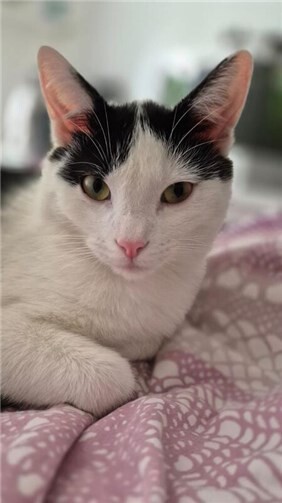 Das ist der kleine Anton - er wird sehr vermisst! Foto: privat