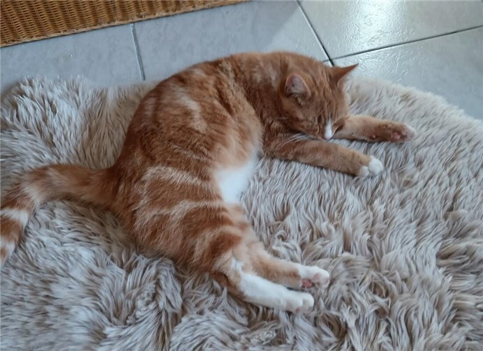 Das ist der kleine Bobby. Fotos: Privat