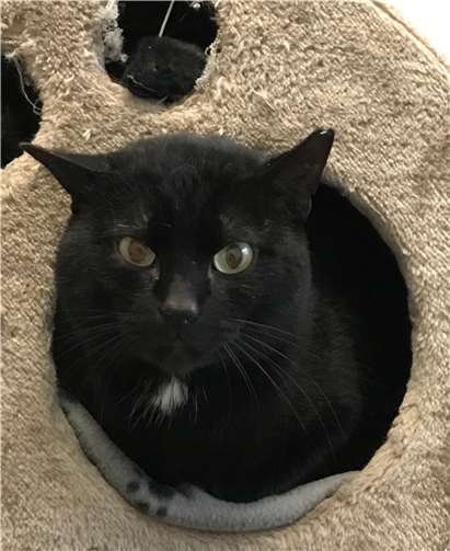 Das ist der kleine Gekko.Foto: Tierheim u. Tierschutzverein Kreis Ahrweiler e.V.