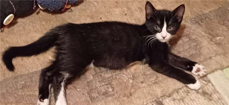 Das ist der kleine Mikesch.  Foto: privat