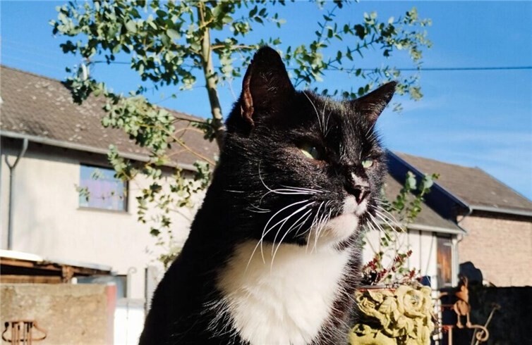 Das ist der kleine Rumo. Foto: privat