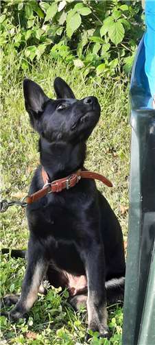 Das ist die noch kleine Hündin Vienna. In diesem jungen Alter lernen sie am besten. Vienna liebt z.B. das Apportieren und Suchspiele.Foto: Karlheinz Baader