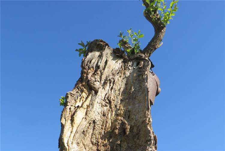 Das ist nicht nur für Spechte ein „Hingucker“: Ein im Winter gepflanztes Bruchstück eines alten Weidenstammes treibt „fröhlich“ aus.  Fotos: Stefan Krumme