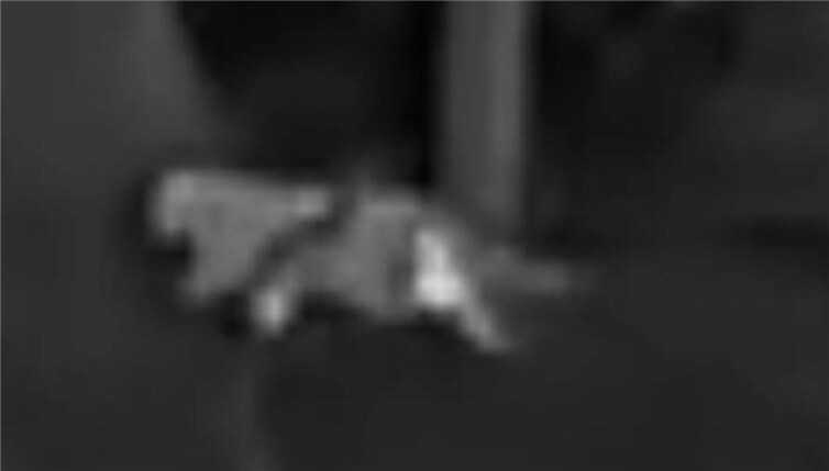 Das katzenartige Tier ist auf den Fotos nur schwer zu erkennen. Foto: VG Altenahr 