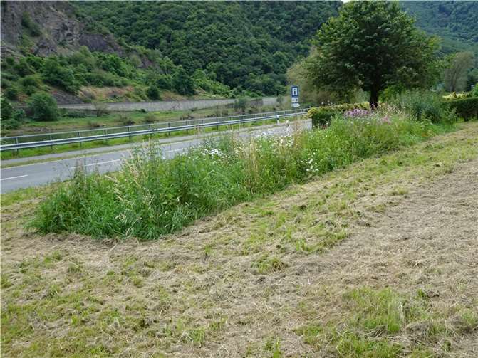 Das langsamere Mähen und die Anlage von Blühstreifen fördern die Artenvielfalt und sorgen für eine dauerhaft artenreiche Wiese. Quelle: Ortsgemeinde Moselkern