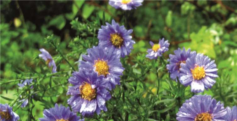 Das letzte Gartenrätsel war die so schön blühende Fette Henne, und wie heißt die heute abgebildete, wirklich als letzte aufgeblühte Blume?privat