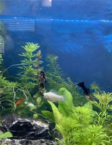 Das neue Aquarium den „Sonnengruppe“.