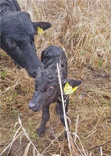 Das neugeborene Bullenkälbchen ist gesund und munter und nunmehr das 16. Mitglied der Herde im Feuchtgebiet „Thürer Wiesen“. Foto: Kreisverwaltung Mayen-Koblenz