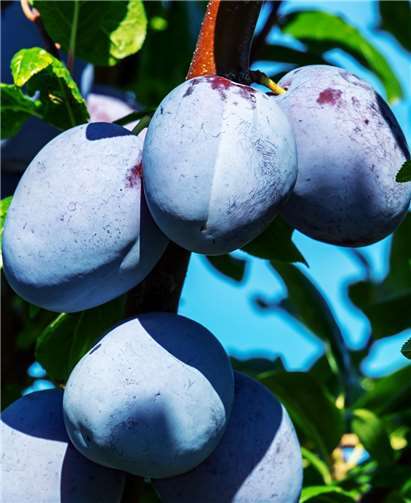 Das richtige Veredeln von Kern- und Steinobst wird gelehrt.Foto: privat