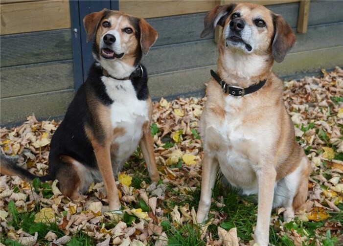 Das sind Hermine und Mathilda.  Foto:Claus Krah