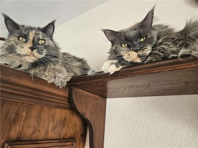 Das sind Jenny und Lusy.  Foto: privat