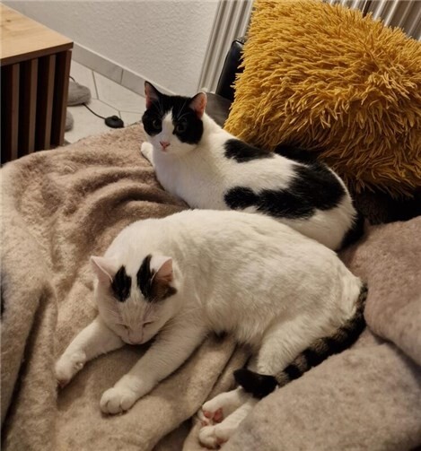 Das sind Polly und Holly.  Foto: privat