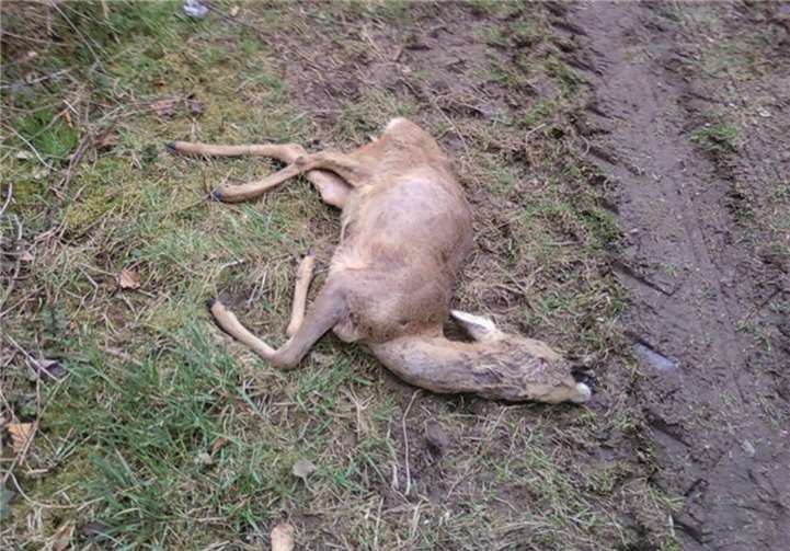 Das tote Reh wurde von einem wildernden Hund gerissen. privat