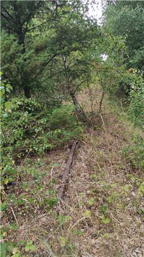 Das zugewucherte Gleis.  Foto: privat