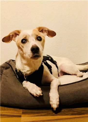 Dasist Sam. Foto: Tierheim u. Tierschutzverein Kreis Ahrweiler e.V..