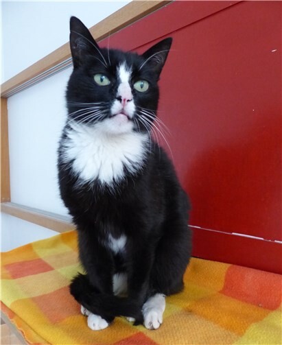 Dave ist sehr menschenbezogen.  Tierheim Andernach