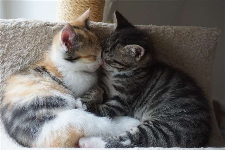 Dem Tierschutzverein wäre mit geeigneten Räumlichkeiten zur Versorgung von kranken, operierten und geschwächten Katzen geholfen.
