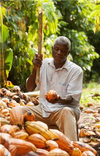 Dembele Mamdou von der Fairtrade-zertifizierten Kakao-Kooperative ECOOKIM aus der Elfenbeinküste. Foto: Fairtrade, Fotograf: Nabil Zorkot