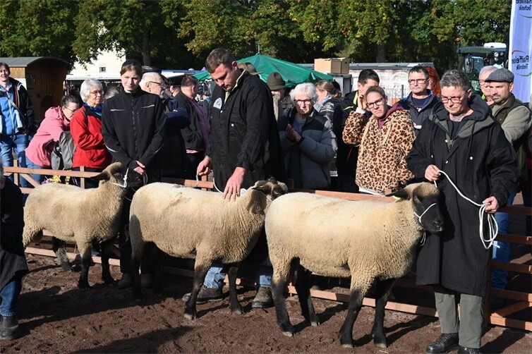 Den Augen der Züchter und der Prüfer entging nichts. Foto: SK 