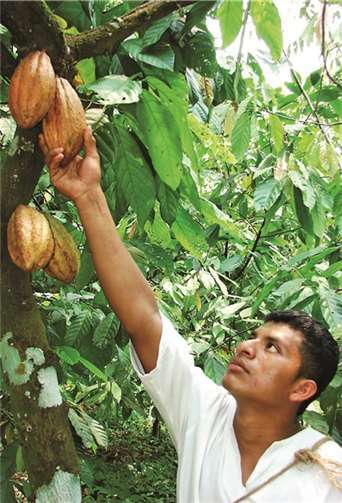 Den Azteken und Mayas Lateinamerikas waren die „Götterbäume“ heilig und ihre goldglänzenden Früchte dienten ihnen als Zahlungsmittel.