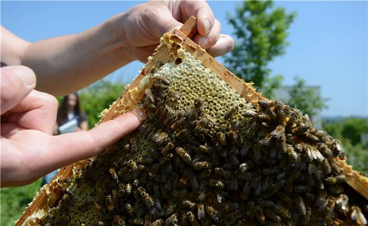 Den Honig konnte man direkt probieren.