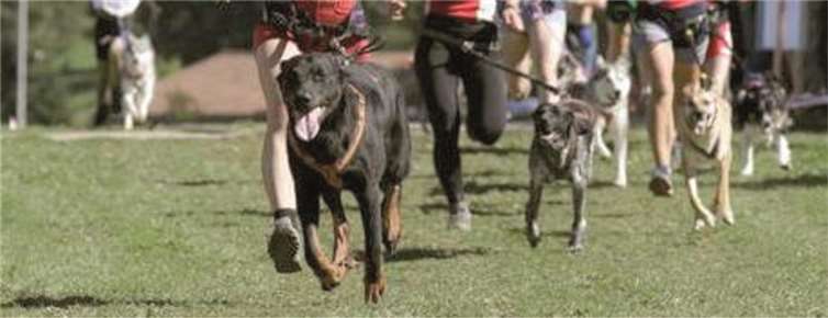 Den Hunden macht es richtig Spaß mit Herrchen oder Frauchen zu laufen.privat