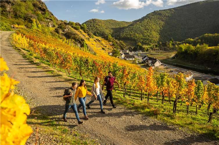 Den Indian Summer im Ahrtal erleben Wein- und Wanderfans inmitten der farbig leuchtenden Weinberge beim Weinherbst Mittelahr.  Foto:Dominik Ketz